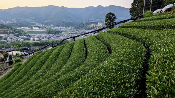 JUNE INSIGHTS on JAPANESE TEA : Price Updates